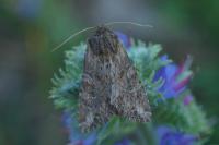 Apamea anceps