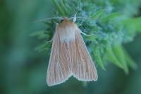 Mythimna pallens