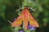 Deilephila porcellus