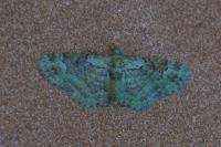Pasiphila rectangulata
