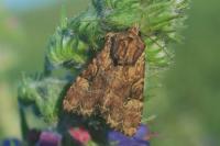Apamea epomidion