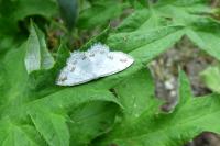 Scopula ornata