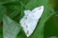 Scopula ornata