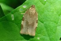 Choristoneura hebenstreitella