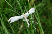Pterophorus pentadactylus