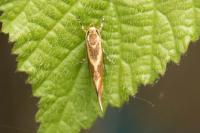 Metalampra italica