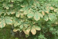 Cameraria ohridella