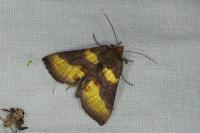 Diachrysia chrysitis