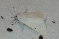 Spilosoma urticae
