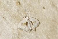 Cilix glaucata