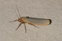 Manulea complana