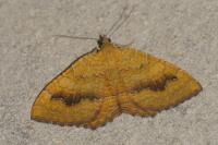 Camptogramma bilineata