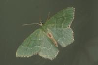 Hemithea aestivaria
