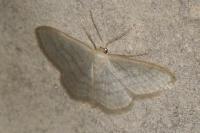 Idaea subsericeata