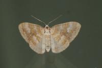 Perizoma flavofasciata