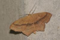 Scopula imitaria