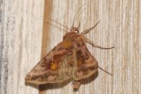 Autographa jota