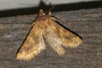 Conisania luteago