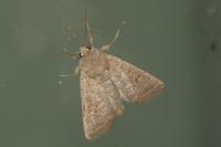 Hoplodrina ambigua