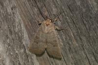 Hoplodrina ambigua