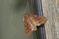 Lacanobia oleracea