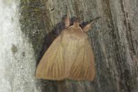 Mythimna pudorina