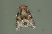 Oligia strigilis/versicolor