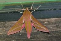 Deilephila elpenor