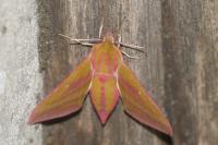 Deilephila elpenor