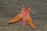 Deilephila porcellus