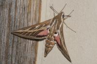 Hyles livornica