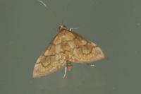 Anania verbascalis