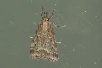 Eudonia pallida