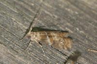 Phycita roborella