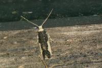 Monopis monachella