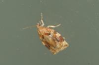 Archips xylosteana