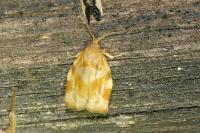 Archips xylosteana
