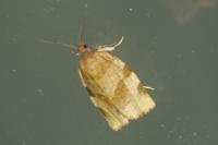 Choristoneura hebenstreitella