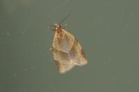 Clepsis rurinana