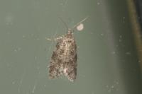 Cnephasia