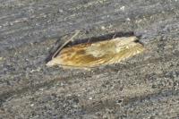 Eucosma conterminana