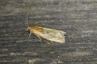 Eucosma