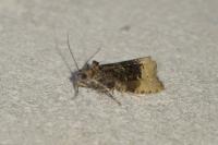 Hedya ochroleucana