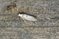 Paraswammerdamia albicapitella
