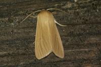 Mythimna pallens