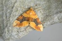 Cidaria fulvata