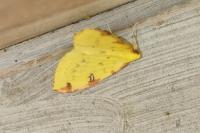 Opisthograptis luteolata