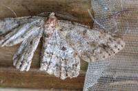 Hypomecis punctinalis
