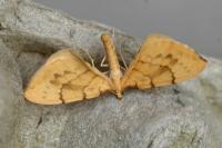 Gandaritis pyraliata