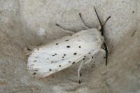 Spilosoma lubricipeda